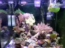[TodoMarino.com] Montipora plato, duda crecimiento o daño