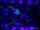 [TodoMarino.com] Montipora plato, duda crecimiento o daño