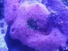 [TodoMarino.com] Coral pero que tipo ? O no es un coral