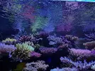 [TodoMarino.com] LA MEJORA DE TU REEF ESTÁ ESTANCADA? RESULTADOS ÓPTIMOS CON EL SISTEMA ZEOVIT