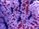 [TodoMarino.com] LA MEJORA DE TU REEF ESTÁ ESTANCADA? RESULTADOS ÓPTIMOS CON EL SISTEMA ZEOVIT