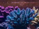 [TodoMarino.com] LA MEJORA DE TU REEF ESTÁ ESTANCADA? RESULTADOS ÓPTIMOS CON EL SISTEMA ZEOVIT