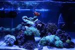 [TodoMarino.com] Mi Nano Blau 38 litros