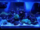 [TodoMarino.com] Mi Nano Blau 38 litros