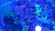 [TodoMarino.com] Pantallas Reef Photon Twin.