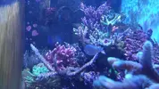 [TodoMarino.com] Pantallas Reef Photon Twin.