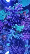[TodoMarino.com] Pantallas Reef Photon Twin.