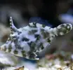 [TodoMarino.com] Vendo anemonas cuadricolor  alga chaeto tambien.  Xeraco valencia
