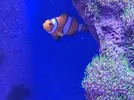 [TodoMarino.com] Regalo peces y corales por cambio de proyecto.