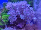[TodoMarino.com] Regalo peces y corales por cambio de proyecto.