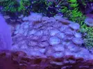 [TodoMarino.com] Regalo peces y corales por cambio de proyecto.