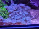 [TodoMarino.com] Regalo peces y corales por cambio de proyecto.