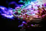 [TodoMarino.com] Proyecto Nano 50 Litros