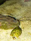 [TodoMarino.com] Goniastrea se encoge.