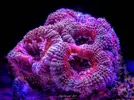 [TodoMarino.com] Proyecto Nano 50 Litros
