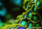 [TodoMarino.com] Enseña tus zoanthus