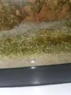 [TodoMarino.com] Gusanos