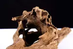 [TodoMarino.com] SHRIMP WOOD | La nueva madera de Bonsaqua