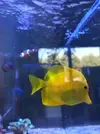 [TodoMarino.com] AYUDA, Zebrasoma flavescens muy delgado