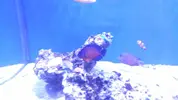 [TodoMarino.com] Vendo peces por desmonte (Valdemoro)