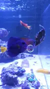 [TodoMarino.com] Vendo peces por desmonte (Valdemoro)