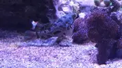 [TodoMarino.com] Vendo peces por desmonte (Valdemoro)