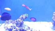 [TodoMarino.com] Vendo peces por desmonte (Valdemoro)