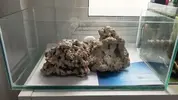 [TodoMarino.com] Dana's Bommie Reef