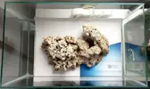 [TodoMarino.com] Dana's Bommie Reef