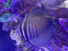 [TodoMarino.com] Vendido! Vendo peces por desmonte Barcelona, urgente! (no envío)