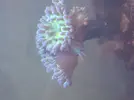 [TodoMarino.com] Pez payaso haciendo simbiosis