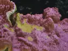[TodoMarino.com] CandyMoon Reef