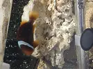[TodoMarino.com] AMPHIPRION FRENATUS (ROJO) Maresme(BCN)