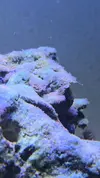 [TodoMarino.com] Pelusa blanca sobre rocas y cristales