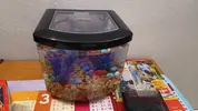 [TodoMarino.com] Pez Betta Heces blancas colgando