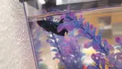 [TodoMarino.com] Pez Betta Heces blancas colgando