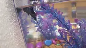 [TodoMarino.com] Pez Betta Heces blancas colgando