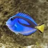 [TodoMarino.com] Desmonto Marino