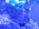 [TodoMarino.com] Qué ha salido en la roca de la euphyllia