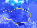 [TodoMarino.com] Qué ha salido en la roca de la euphyllia