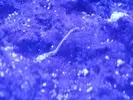 [TodoMarino.com] Qué ha salido en la roca de la euphyllia