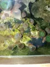 [TodoMarino.com] Acuario 280 litros sin sump