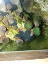 [TodoMarino.com] Acuario 280 litros sin sump