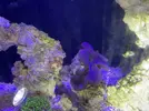 [TodoMarino.com] Plaga de mini plumeros!!!