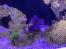 [TodoMarino.com] Plaga de mini plumeros!!!