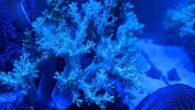 [TodoMarino.com] Vendo árboles Kenia verde fluor