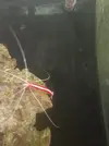 [TodoMarino.com] Lysmata amboinensis VENDIDA