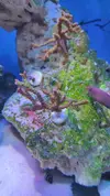 [TodoMarino.com] Nuevo 450l desde el 90l