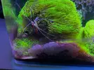 [TodoMarino.com] Pachyclavularia