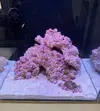 [TodoMarino.com] Teno Reef 80l